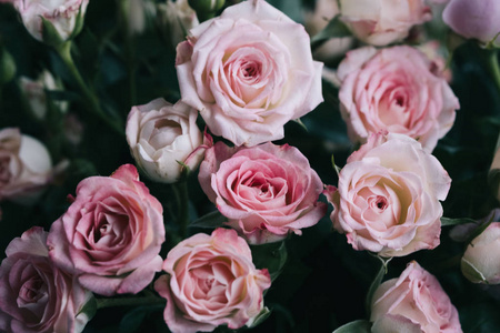 灌木玫瑰。 粉红色和丁香色。 在花店里。
