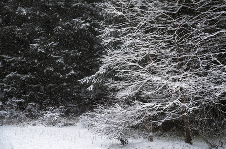 初冬的雪落在森林的边缘。