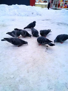 一群鸽子在冬天吃雪。 鸽子吃。