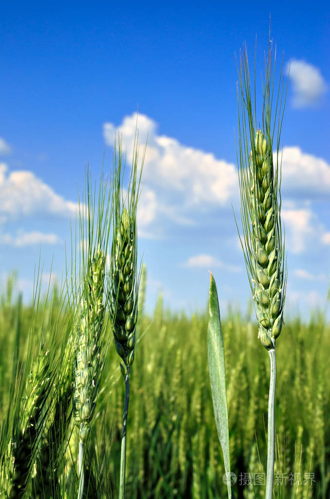 小麦的幼穗生长在田间. 农业中收获谷物.