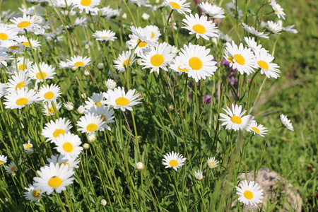 白花菊图片 白花菊素材 白花菊插画 摄图新视界