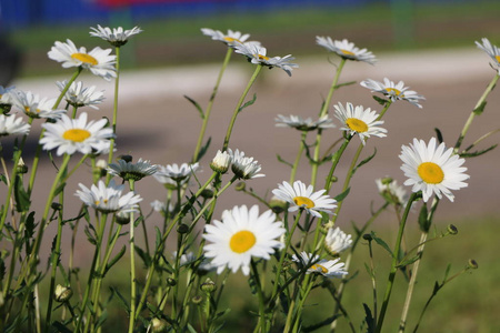 洋甘菊花园。 俄罗斯洋甘菊的白花。 美丽的自然场景与盛开的医学甘菊。 替代医学春季雏菊。 夏天的花。