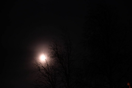 月亮在树之间闪闪发光