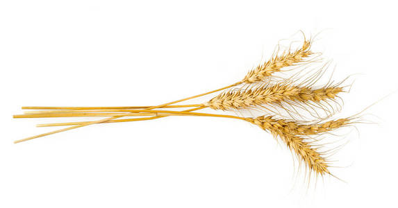 大麦和谷物在白色上的耳朵