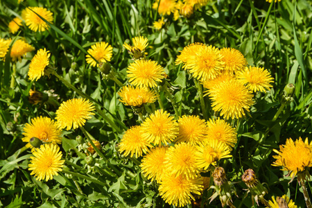 黄色蒲公英。 绿色春天草地背景上鲜艳的花蒲公英。