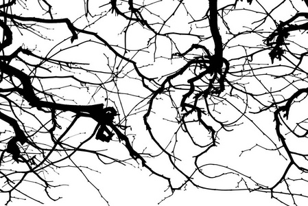 树枝。 白色背景上的隔离剂。 黑色白色的轮廓。 图形。 树枝