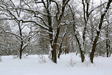 冬天的风景，白雪覆盖着橡树