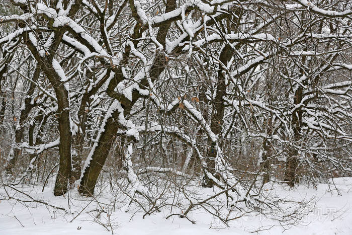 深冬森林覆盖着白雪的橡树