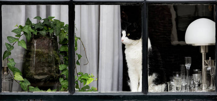 猫坐在窗台上,望着窗外的小房子,全景拍摄.