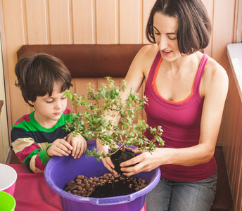 换回家花。这个男孩帮助他的母亲在锅里种植物。幼儿学会爱护室内植物..女人教儿子做家务。