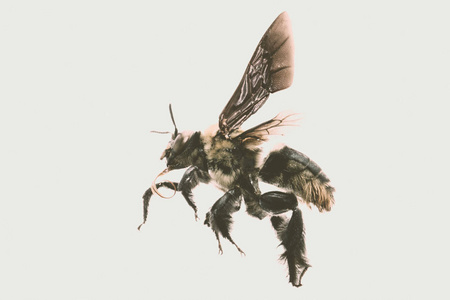 白色背景下的蜜蜂图片，背面的蜜蜂飞行等细节，昆虫的宏观摄影。