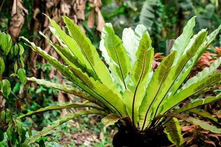 热带蕨类植物的叶子。 热带植物自然概念设计。