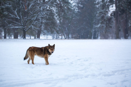 森林里雪地里的野狗
