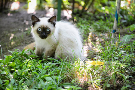 一个小猫的肖像外, 在花园的草地上, 在绿色的树枝