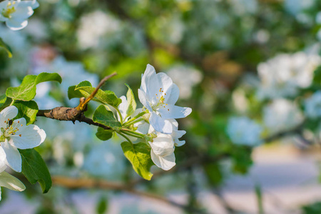 早春开花苹果树枝