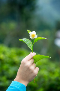 s hand holds a branch with leaves of a tea bush