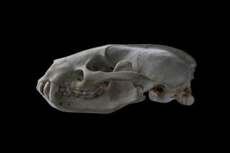 欧亚水獭LutraLutra的头骨分离在黑色上