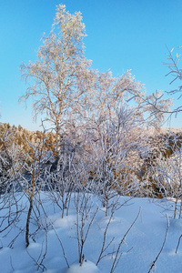 白雪皑皑的白桦林覆盖着海霜。