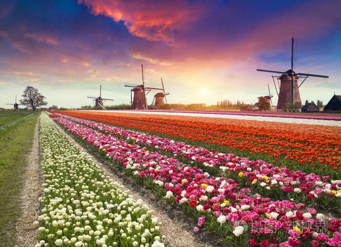郁金香农场的戏剧性春天景象荷兰欧洲五颜六色的日落