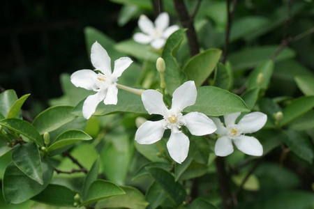 大自然花园中的白色扭体花