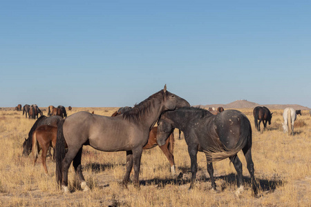 犹他州沙漠中的一群野马