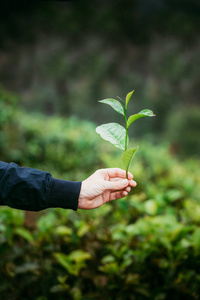 s hand holds a branch with leaves of a tea bush