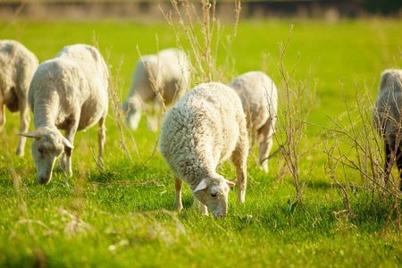 夏季草地放牧羊的水平特写镜头