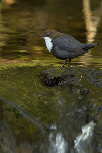 Cinclus Cinclus。 迪普。 水鸟。