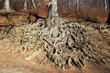 秋日在捷克胡克瓦迪的一棵老山毛榉树上的大弯曲的根