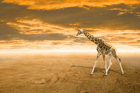 在日落天空的长颈鹿