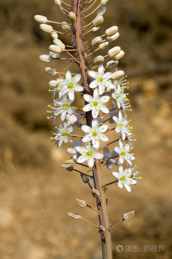 海鞘海葱海鞘红海鞘独特的希腊球茎开花