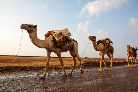 房车的骆驼图片