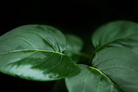 雨滴在碧绿的荷叶上，雨下得近