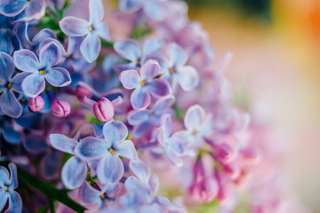 近看美丽盛开的紫薇枝条花束