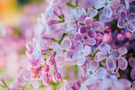 近看美丽盛开的紫薇枝条花束