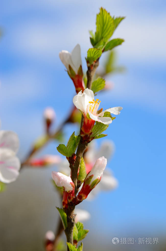 春天树枝上的白花