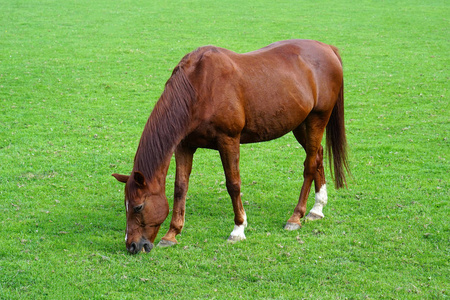 在绿色的田野上放牧棕色的马。 棕马在田野里放牧。 马在绿色的牧场吃东西。 绿色田野里的棕色马。