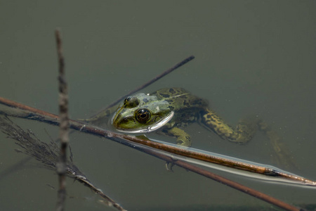 一只青蛙坐在水里