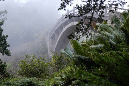 森林中间的薄雾桥