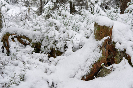 雪中的冬季森林。立陶宛的雪林。圣诞节的一个美丽的冬季场景。