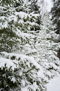 雪中的冬季森林。立陶宛的雪林。圣诞节的一个美丽的冬季场景。
