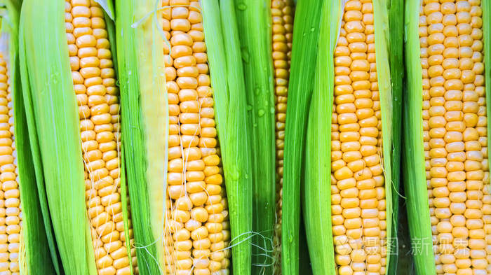 成熟玉米的果实玉米芯的背景