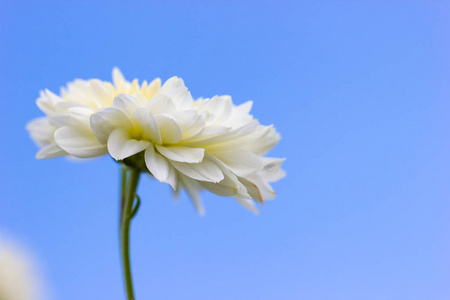 特写单白菊花在蓝底的天空..