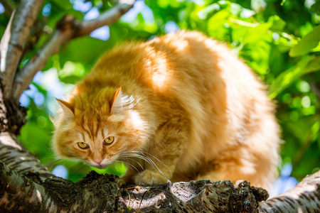 一只姜猫坐在树枝上晒太阳，低头看着