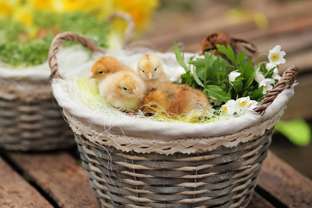 漂亮的小鸡在花园里的一个花篮里。 特写图像。 软火鸡