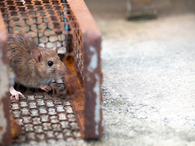 老鼠被困在陷阱笼子或陷阱里。 脏老鼠把这种疾病传染给人类，如钩端螺旋体病。 家庭和住所不应该有老鼠。 捉老鼠的笼子