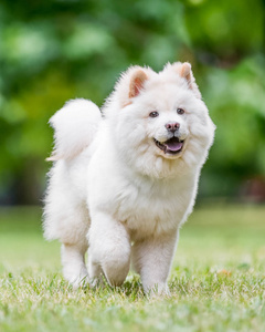 在公园里靠近野花的小狗。 可爱的白色毛茸茸的狗，长毛在乡下或公园里