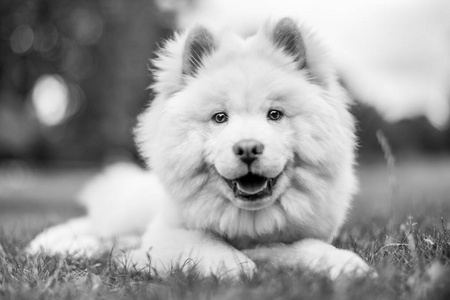 特写Samoyed小狗在公园里玩，看着旁边。 可爱的白色毛茸茸的狗，长毛在乡下或公园里