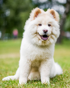 特写Samoyed小狗在公园里玩，看着旁边。 可爱的白色毛茸茸的狗，长毛在乡下或公园里