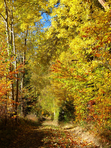 阳光明媚的秋日，树上长着明亮的黄叶，郁郁葱葱的捷克共和国